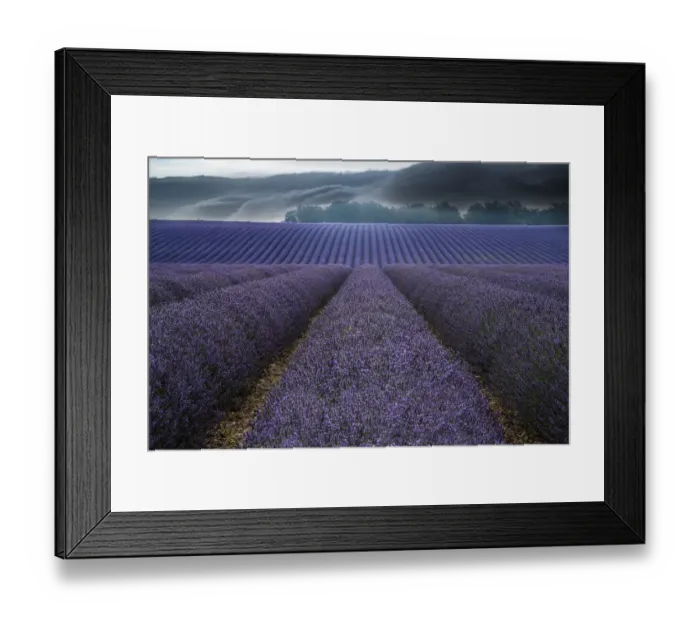 Framed Print : France, Provence, Valensole. Lavender fields and storm clouds