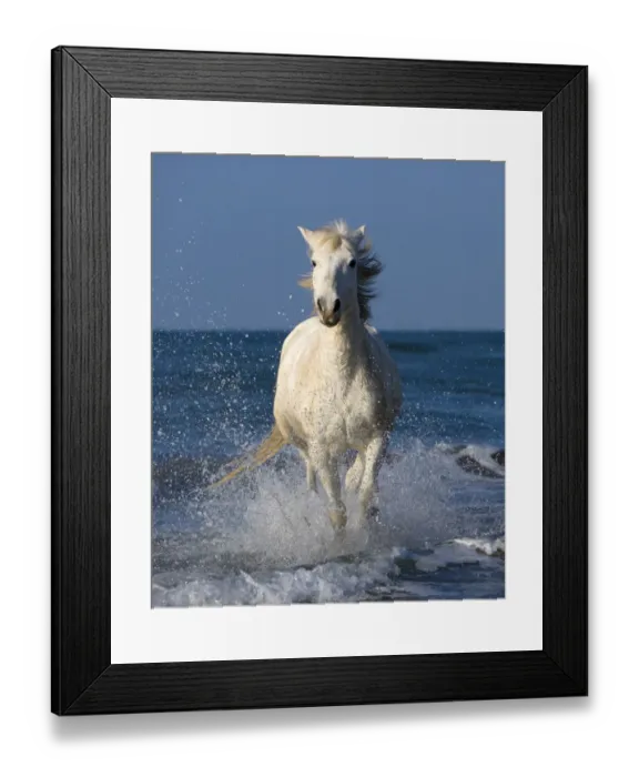 Framed Print : Europe, France, Provence, Camargue. Horse running through shore surf Framed Print : Europe, France, Provence, Camargue. Horse running through shore surf