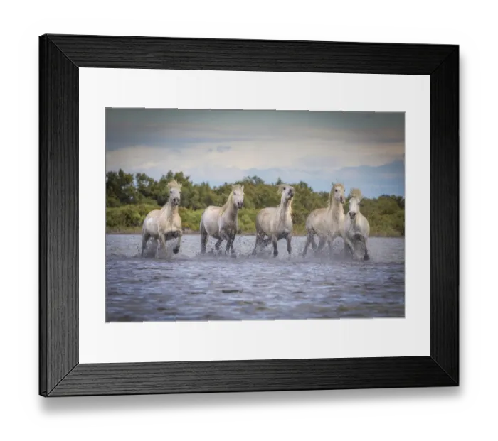 Framed Print : Europe, France, Provence. Camargue horses running in water Framed Print : Europe, France, Provence. Camargue horses running in water