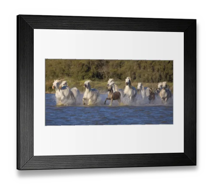Framed Print : Europe, France, Provence. Camargue horses running in water Framed Print : Europe, France, Provence. Camargue horses running in water