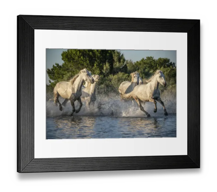Framed Print : Europe, France, Provence. Camargue horses running in water Framed Print : Europe, France, Provence. Camargue horses running in water