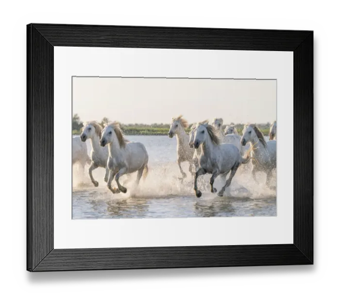 Framed Print : Europe, France, Provence. Camargue horses running in water Framed Print : Europe, France, Provence. Camargue horses running in water