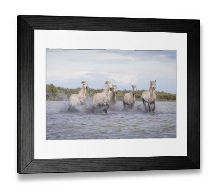 Framed Print : Europe, France, Provence. Camargue horses running in water