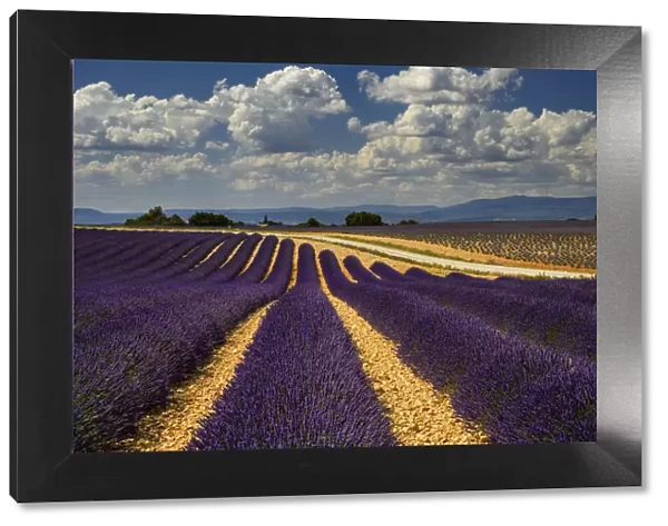 France, Provence, Valensole, lavender rows