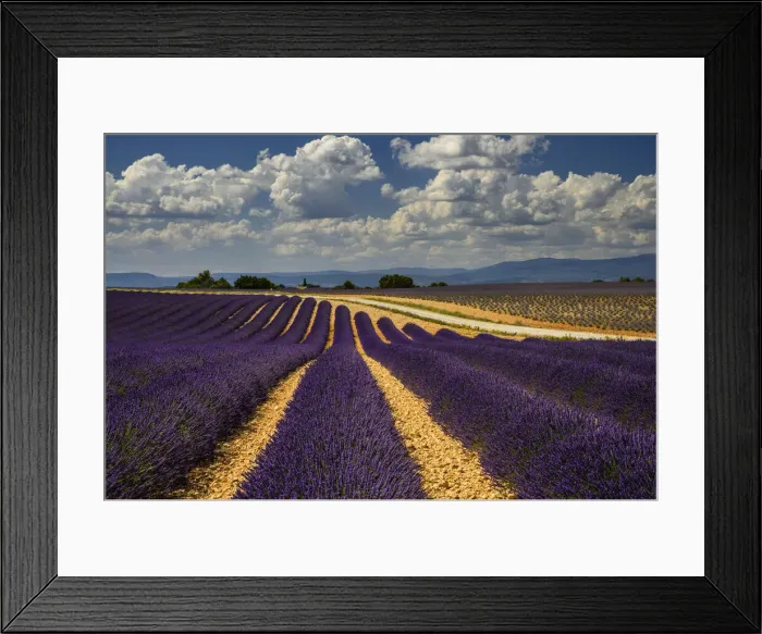 Framed Print : France, Provence, Valensole, lavender rows Framed Print : France, Provence, Valensole, lavender rows