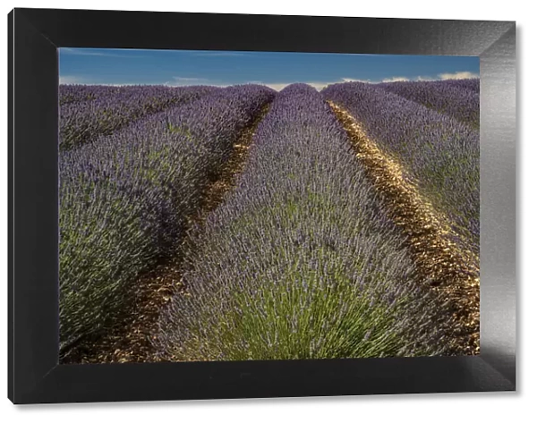 Provence, Valensole, lavender rows
