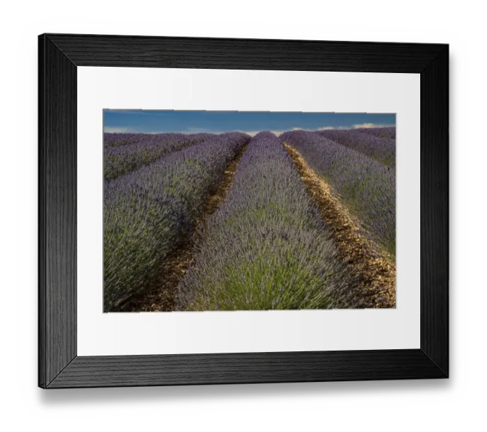 Framed Print : Provence, Valensole, lavender rows Framed Print : Provence, Valensole, lavender rows