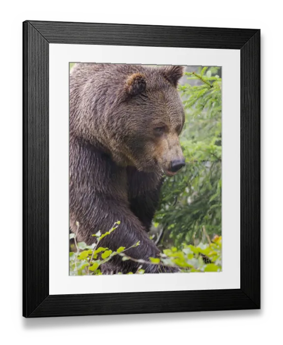 Framed Print : Eurasian brown bear (Ursus arctos arctos) National Park Bavarian Forest, enclosure Framed Print : Eurasian brown bear (Ursus arctos arctos) National Park Bavarian Forest, enclosure