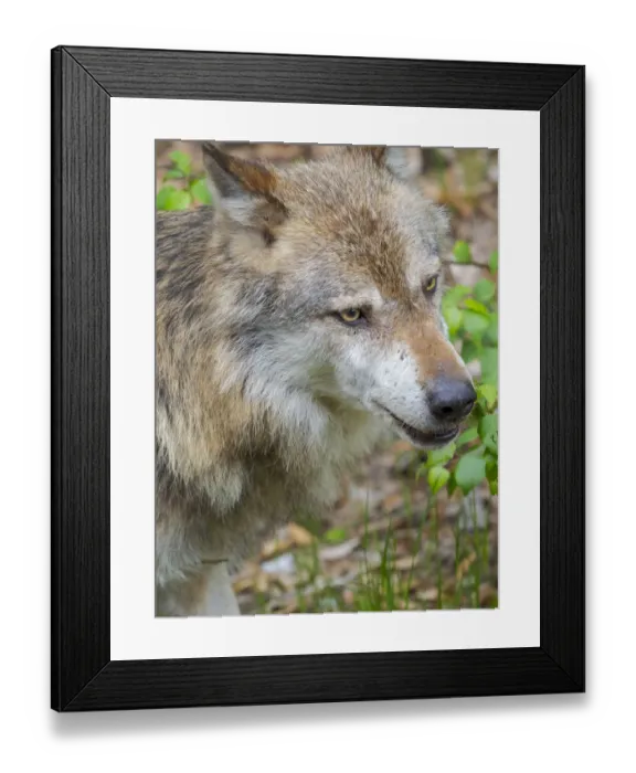 Framed Print : Eurasian Wolf (Canis lupus) National Park Bavarian Forest, enclosure, Germany Framed Print : Eurasian Wolf (Canis lupus) National Park Bavarian Forest, enclosure, Germany