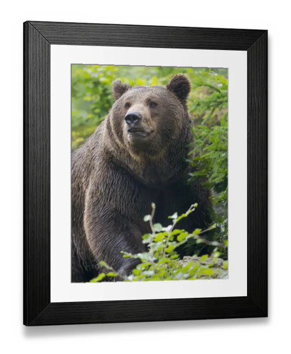 Framed Print : Eurasian brown bear (Ursus arctos arctos) National Park Bavarian Forest, enclosure Framed Print : Eurasian brown bear (Ursus arctos arctos) National Park Bavarian Forest, enclosure
