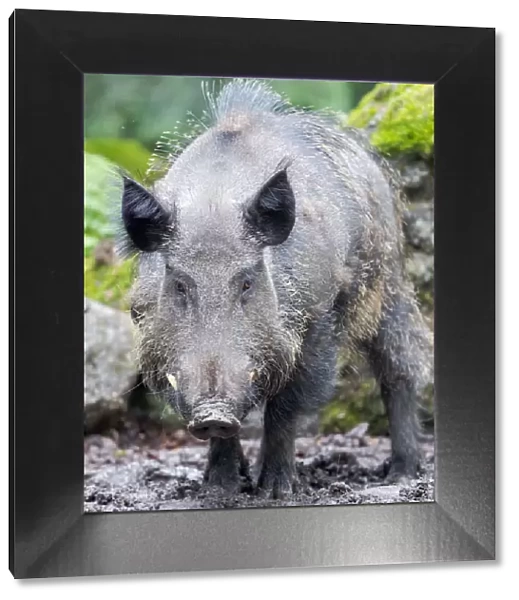 Male, tusker. Wild Boar (Sus scrofa) in Forest. National Park Bavarian Forest, enclosure