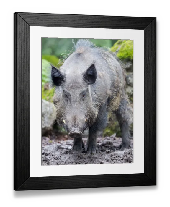 Framed Print : Male, tusker. Wild Boar (Sus scrofa) in Forest. National Park Bavarian Forest, enclosure Framed Print : Male, tusker. Wild Boar (Sus scrofa) in Forest. National Park Bavarian Forest, enclosure