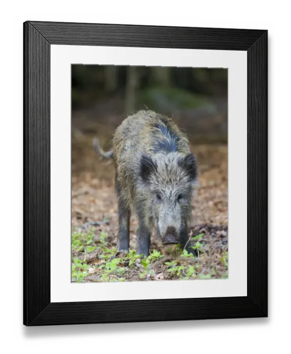 Framed Print : Wild Boar (Sus scrofa) in Forest. National Park Bavarian Forest, enclosure Framed Print : Wild Boar (Sus scrofa) in Forest. National Park Bavarian Forest, enclosure