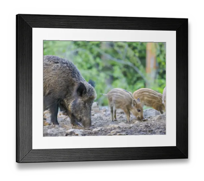Framed Print : Wild Boar (Sus scrofa) in Forest. National Park Bavarian Forest, enclosure