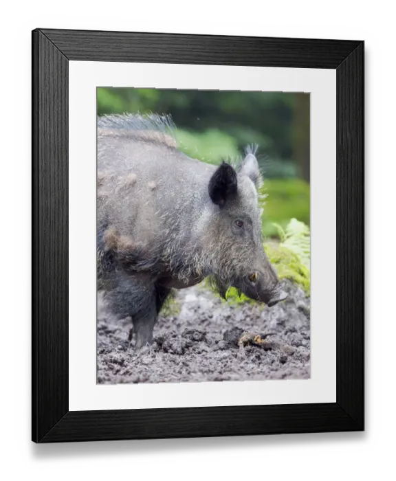 Framed Print : Male, tusker. Wild Boar (Sus scrofa) in Forest. National Park Bavarian Forest, enclosure Framed Print : Male, tusker. Wild Boar (Sus scrofa) in Forest. National Park Bavarian Forest, enclosure