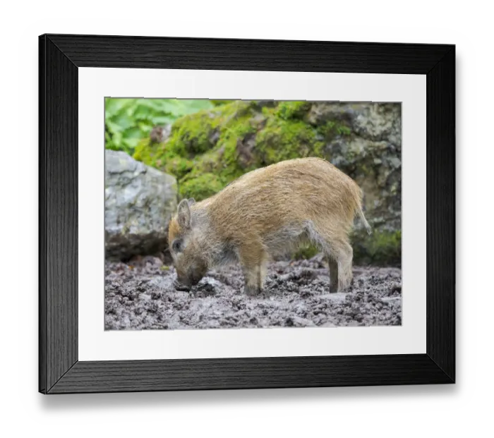Framed Print : Young boar, piglet. Wild Boar (Sus scrofa) in Forest. National Park Bavarian Forest Framed Print : Young boar, piglet. Wild Boar (Sus scrofa) in Forest. National Park Bavarian Forest
