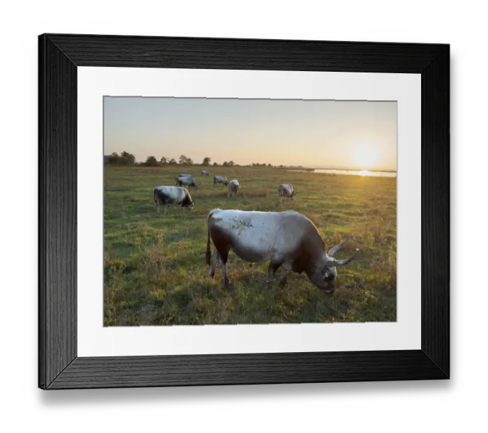 Framed Print : Hungarian Grey or Hungarian Steppe Cattle (Magyar Szuerke) Framed Print : Hungarian Grey or Hungarian Steppe Cattle (Magyar Szuerke)
