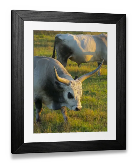 Framed Print : Hungarian Grey or Hungarian Steppe Cattle (Magyar Szuerke) Framed Print : Hungarian Grey or Hungarian Steppe Cattle (Magyar Szuerke)