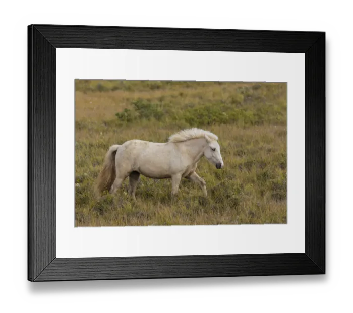 Framed Print : Europe, Iceland. Rugged Icelandic horses endure tough weather Framed Print : Europe, Iceland. Rugged Icelandic horses endure tough weather