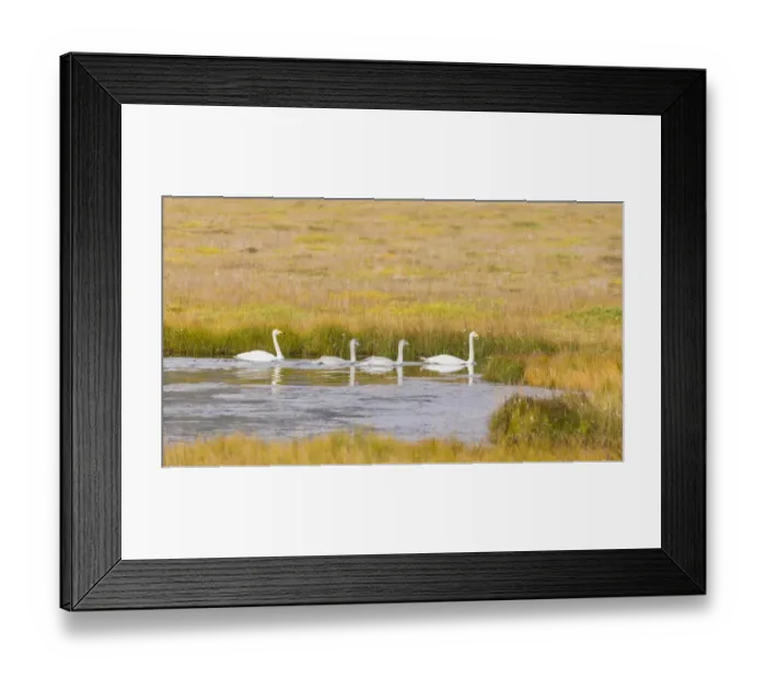 Framed Print : Europe, Iceland. Whooper Swan (Cygnus cygnus) in a marsh on the southern coast