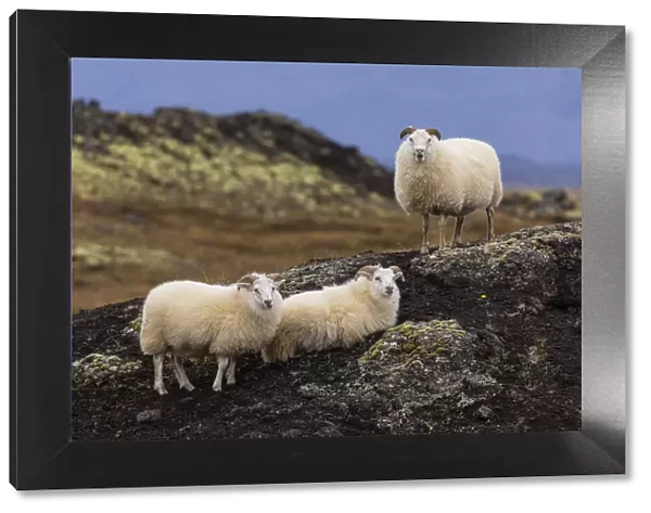 Europe, Iceland. View of Icelandic sheep