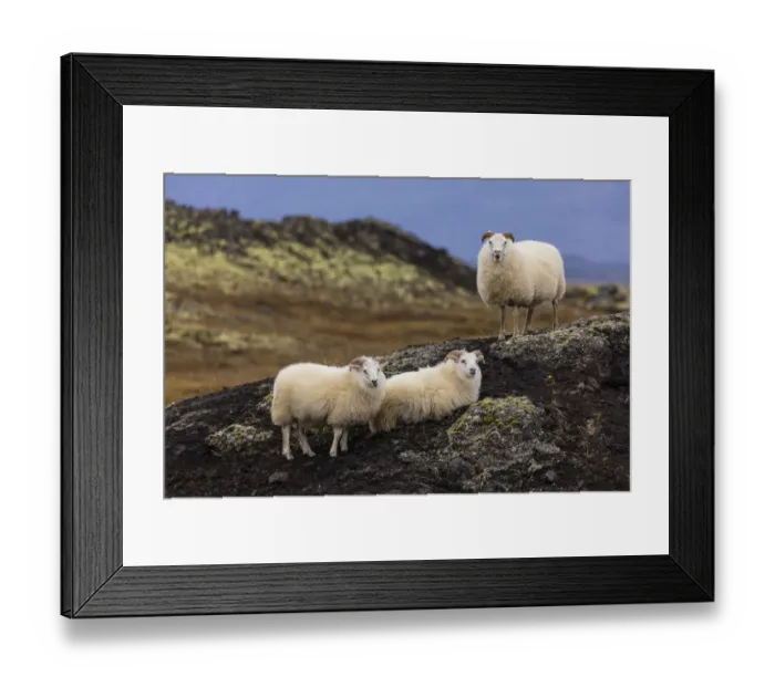 Framed Print : Europe, Iceland. View of Icelandic sheep Framed Print : Europe, Iceland. View of Icelandic sheep
