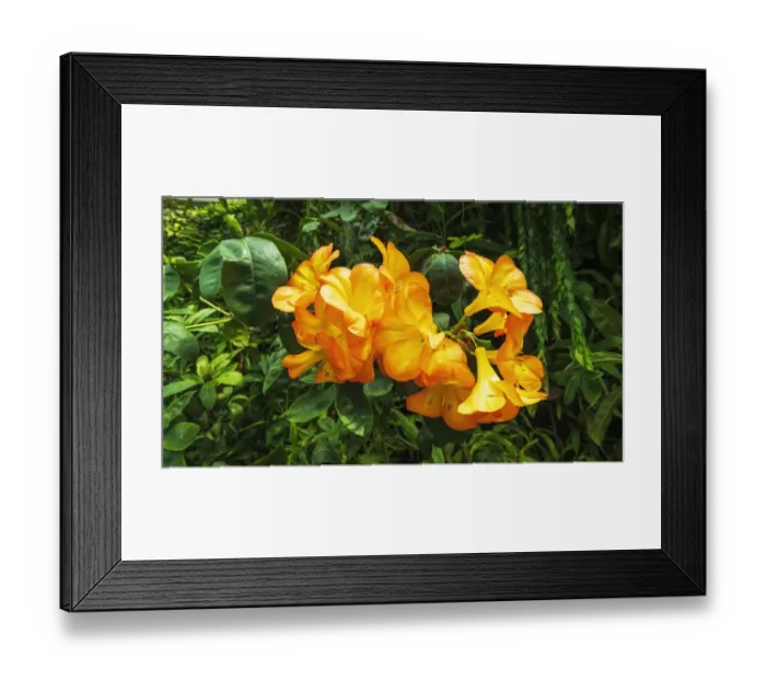 Framed Print : Orchids of the Amazon, Cloud Forest Dome, Gardens by the Bay, Singapore