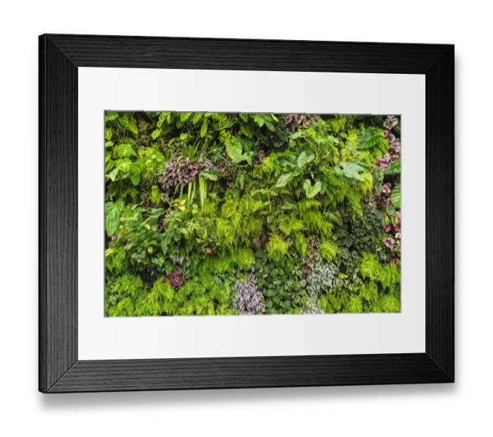 Framed Print : Lush vegetation in the Cloud Forest Dome, Gardens by the Bay, Singapore Framed Print : Lush vegetation in the Cloud Forest Dome, Gardens by the Bay, Singapore