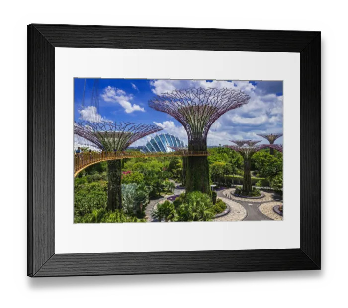 Framed Print : The Supertree Grove and Cloud Forest Dome from the OCBC Skyway, Gardens by the Bay Framed Print : The Supertree Grove and Cloud Forest Dome from the OCBC Skyway, Gardens by the Bay