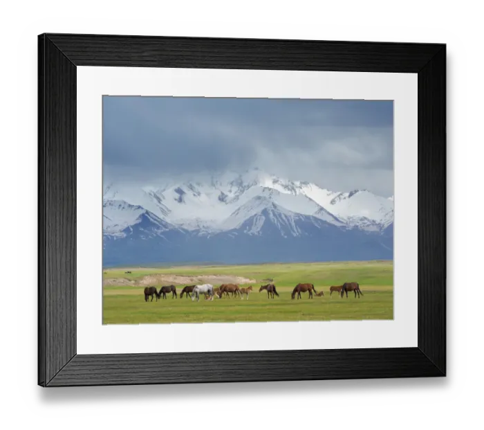 Framed Print : Horses on their summer pasture. Alaj Valley in front of the Trans-Alay mountain range in Framed Print : Horses on their summer pasture. Alaj Valley in front of the Trans-Alay mountain range in