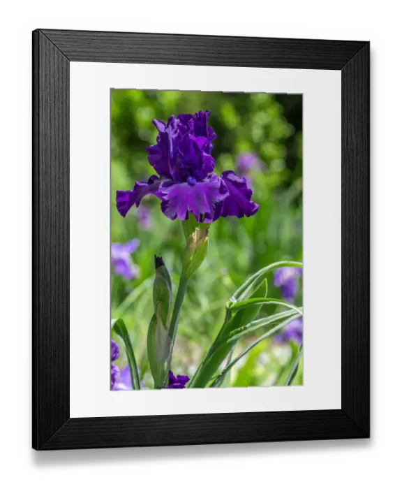 Framed Print : Purple bearded iris Framed Print : Purple bearded iris