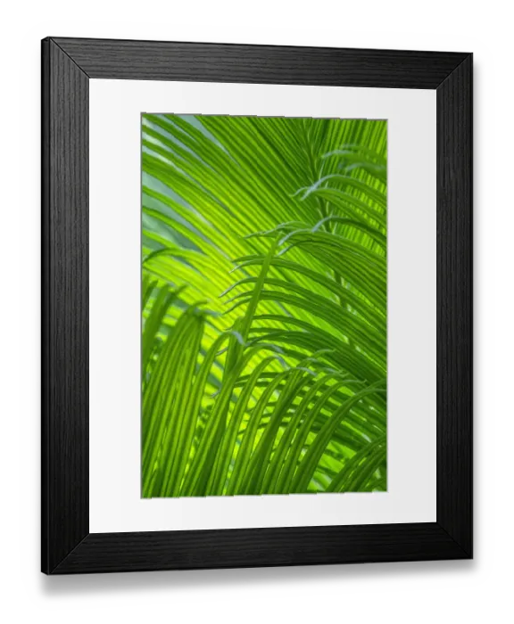 Framed Print : Sago Palm Framed Print : Sago Palm