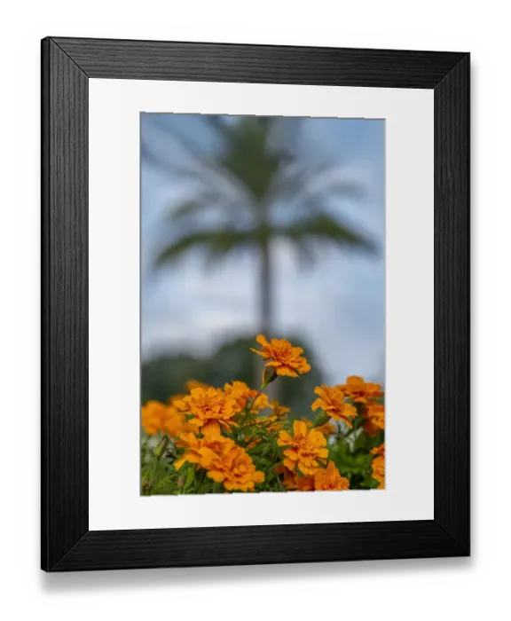 Framed Print : Orange Marigolds