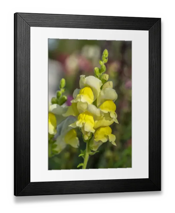 Framed Print : Yellow Snapdragon Framed Print : Yellow Snapdragon