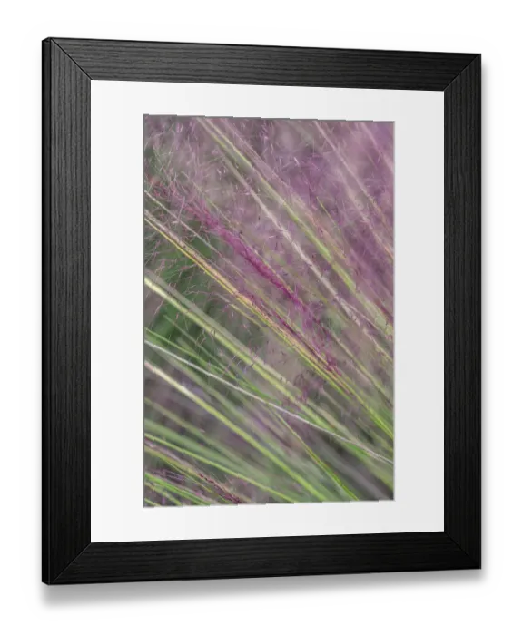Framed Print : Pink Muhly Grass Framed Print : Pink Muhly Grass