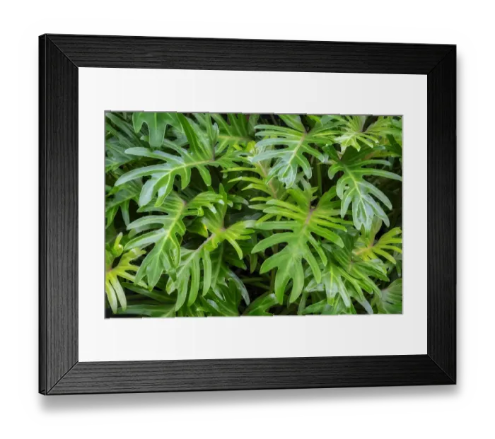 Framed Print : Philodendron Framed Print : Philodendron