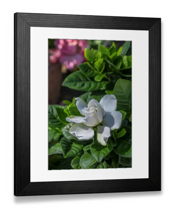 Framed Print : Gardenia