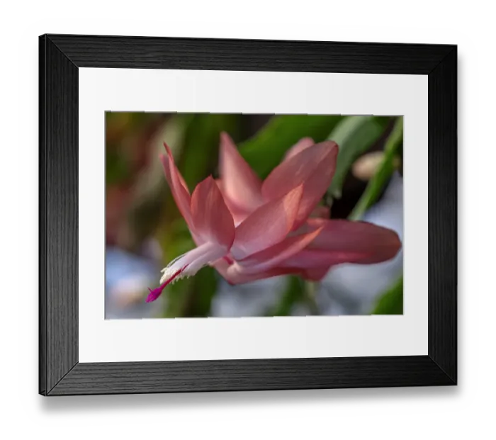 Framed Print : Thanksgiving Cactus Framed Print : Thanksgiving Cactus