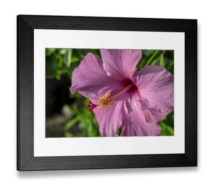 Framed Print : Pink Hibiscus Framed Print : Pink Hibiscus