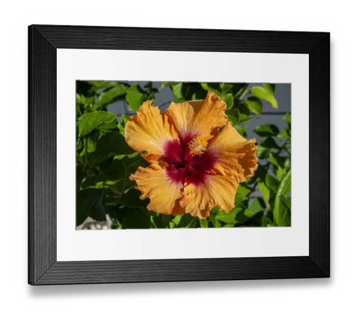 Framed Print : Orange Chinese Hibiscus Framed Print : Orange Chinese Hibiscus