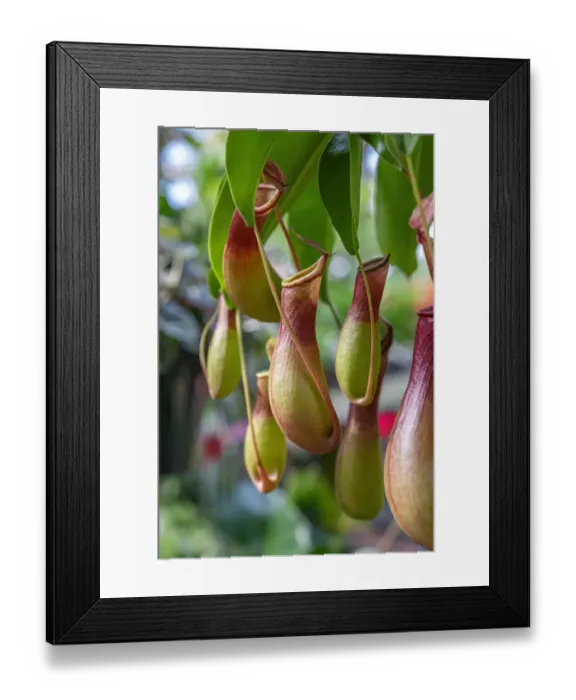 Framed Print : Pitcher plant