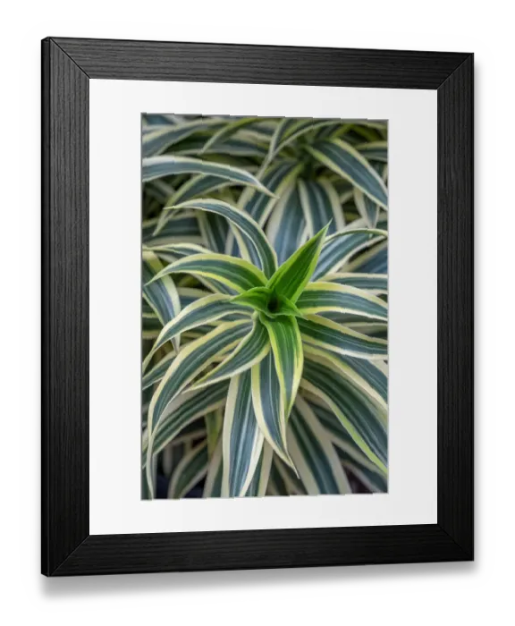 Framed Print : Song of India, Dragon tree Framed Print : Song of India, Dragon tree