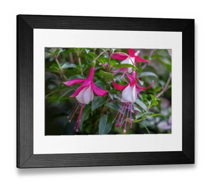 Framed Print : Fuchsia plant