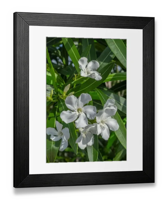 Framed Print : White Oleander Framed Print : White Oleander