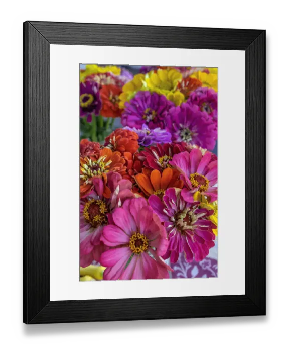 Framed Print : Colorful Zinnias Framed Print : Colorful Zinnias