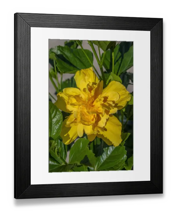 Framed Print : Yellow Japanese Rose Framed Print : Yellow Japanese Rose