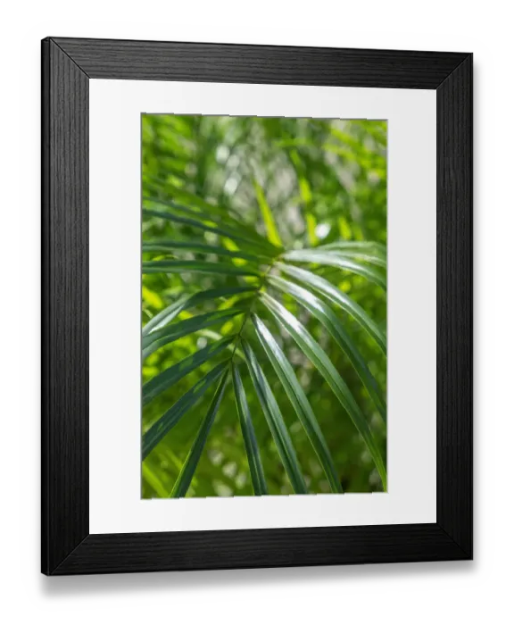 Framed Print : Pygmy date palm