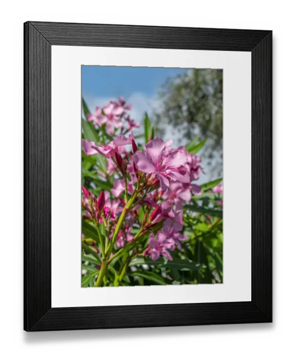 Framed Print : Pink Oleander