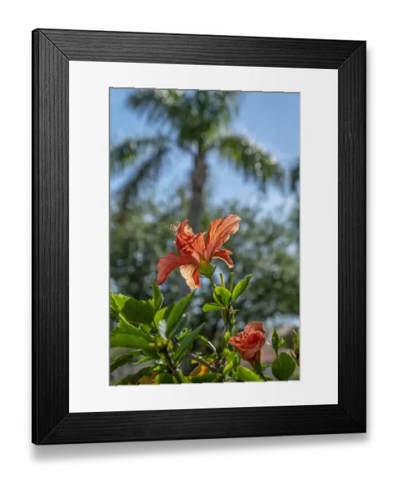 Framed Print : Orange Rose Mallow