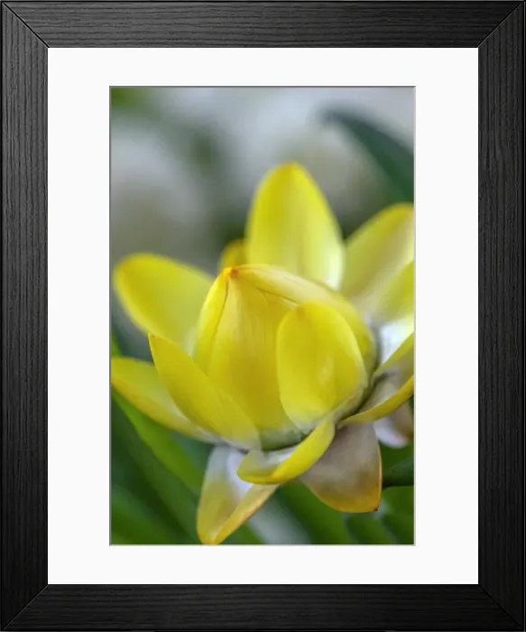 Framed Print : Yellow Strawflower